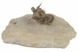 Tower Eyed Erbenochile Trilobite - Foum Zguid, Morocco #194221-6